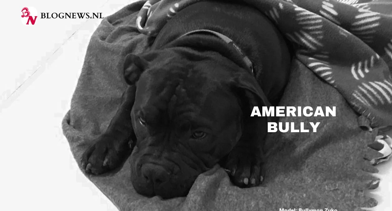 American Bully